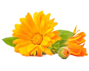 Calendula Officinalis Extract