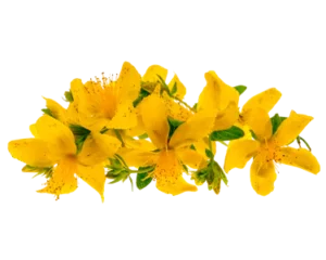 St. John’s Wort Oil